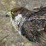 Peregrine Falcon