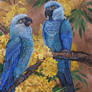 Spix Macaws 