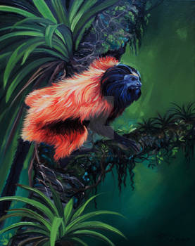 Black Faced Lion Tamarin Leap of Faith