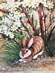 Cliff Rose Cottontail 3