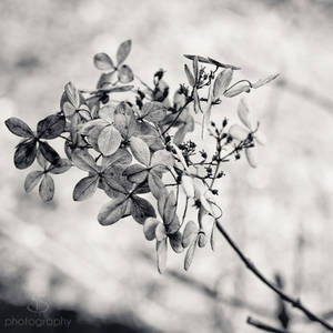 Hydrangea