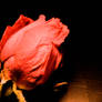 Spring'08_A Rose By Any Other