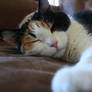 catnap