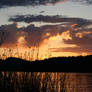 Whitefish Reeds