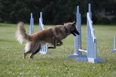 Agility first timer