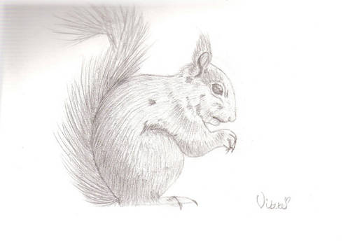 Squirrel