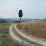 Montalcino - Tuscany - Cypress