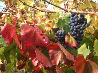 Montalcino - Toscana - Grapes