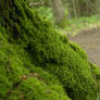 moss texture