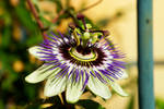 passion flower by gd08