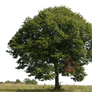 tree 9 png