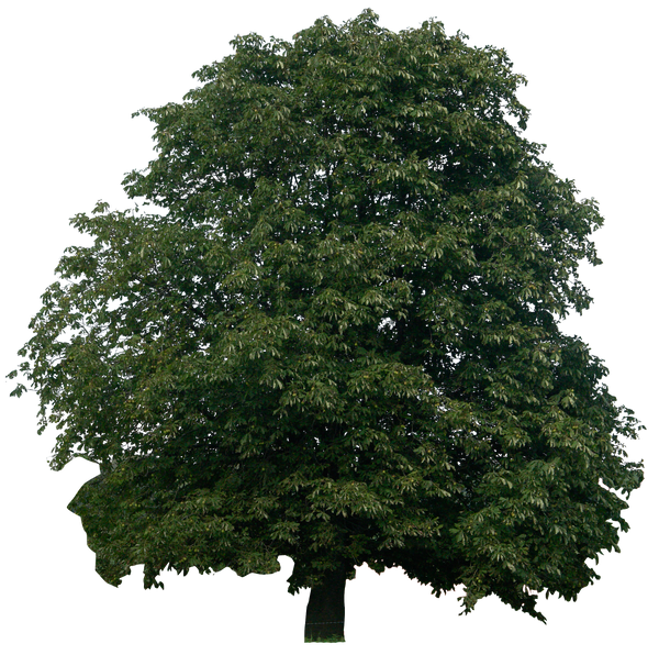 Retangular Tree Png tree 10 png by gd08 on DeviantArt