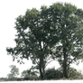 tree 12 png