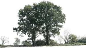 tree 12 png