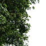 tree corner png