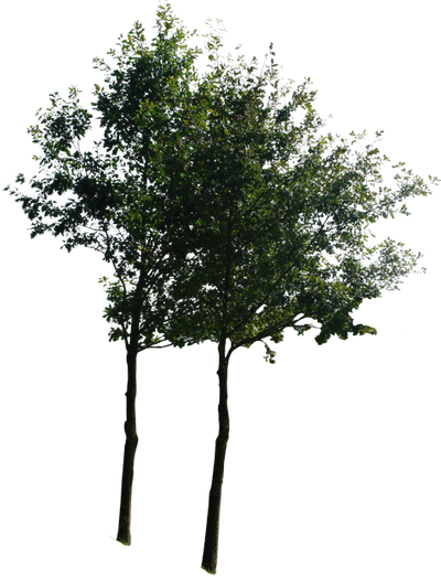 tree 13 png by gd08 on DeviantArt