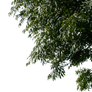 tree corner 1 png