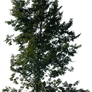 tree 14 png