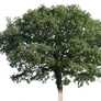 tree 16 png