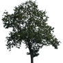 tree 15 a png