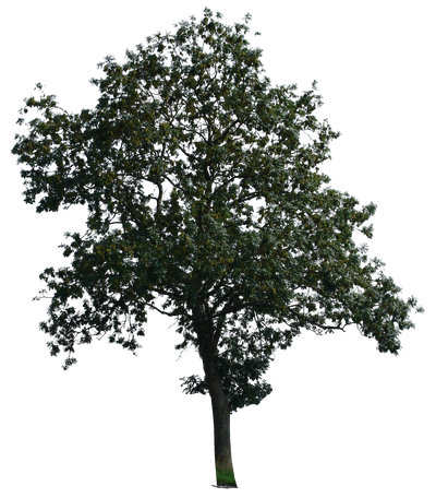 tree 15 a png