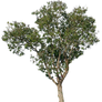 tree 17 png