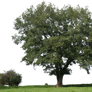 tree 19 png