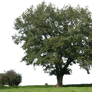 tree 19 png