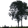 tree 23 png