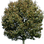 tree 28 png