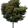 tree 29 png