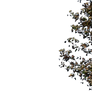tree 30 png