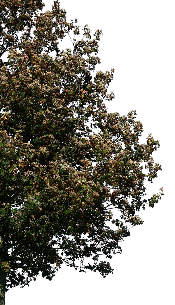 tree 31 png