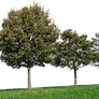 tree 32 png