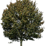 tree 33 png