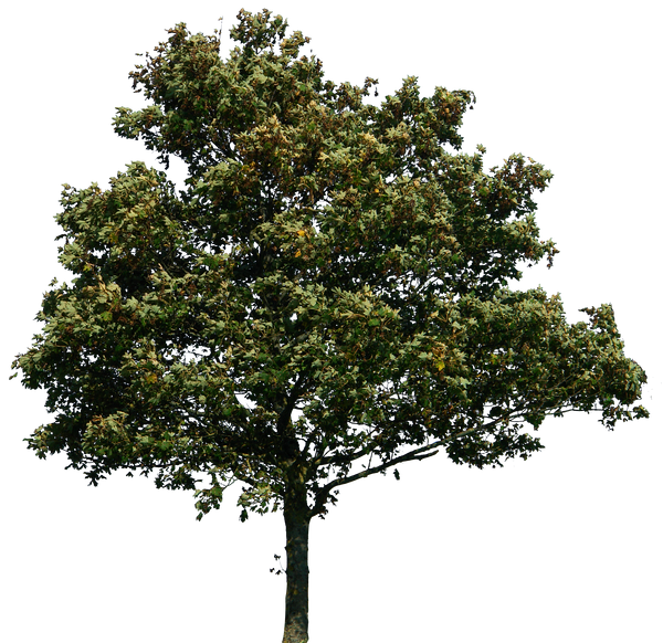 tree 34 png