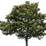 tree 35 png