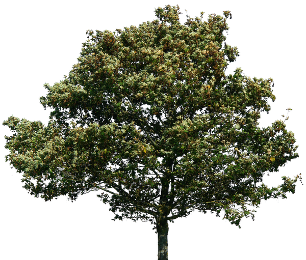 tree 35 png