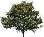 Cherry blossom branch png by DoloresMinette on DeviantArt