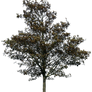 tree 36 png
