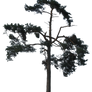 tree 37 png