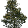 tree 38 png