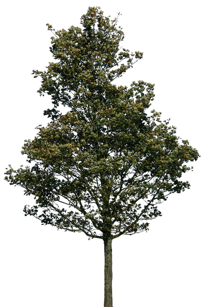 Retangular Tree Png tree 38 png by gd08 on DeviantArt