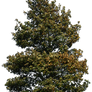 tree 39 png