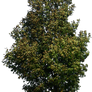 tree 42 png