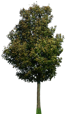 tree 42 png