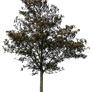 tree 43 png