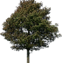 tree 45 png
