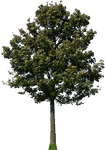 tree 47 png