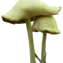 mushroom 10 png